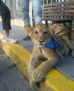 Cachorro de León