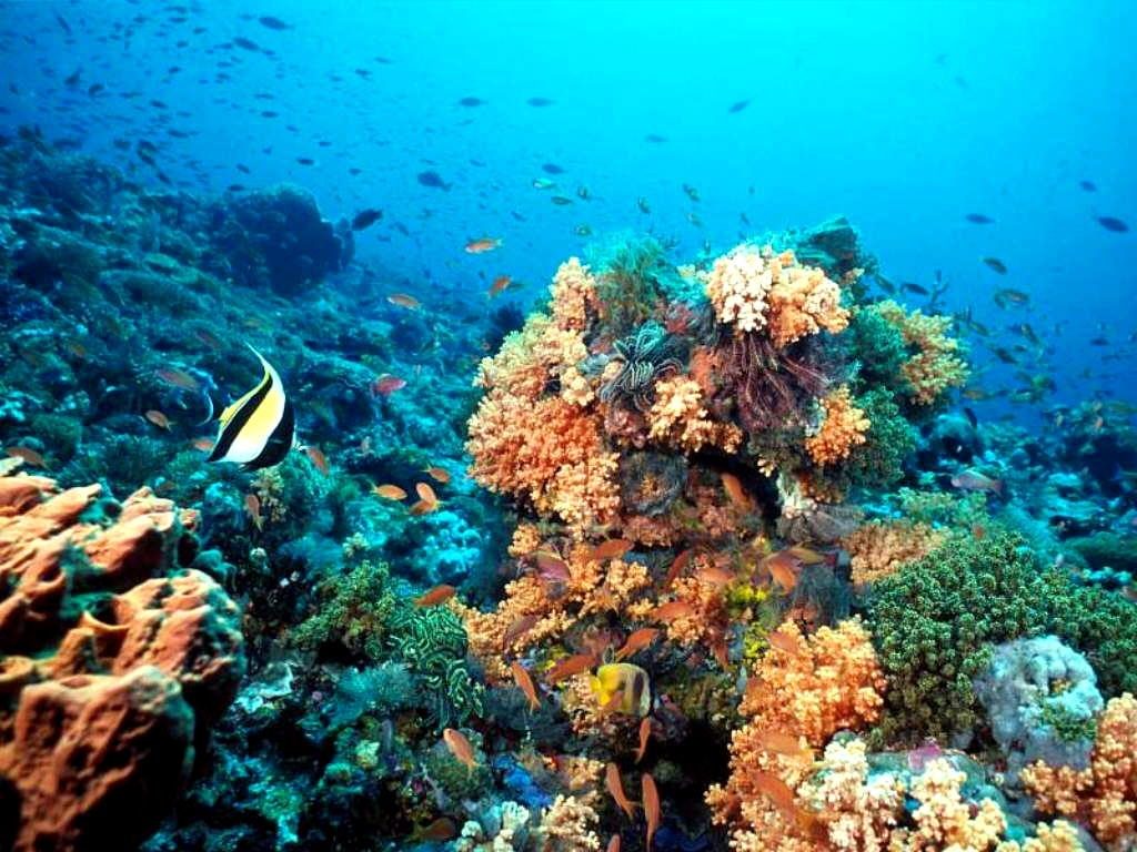 Arrecife Veracruzano. Foto Internet