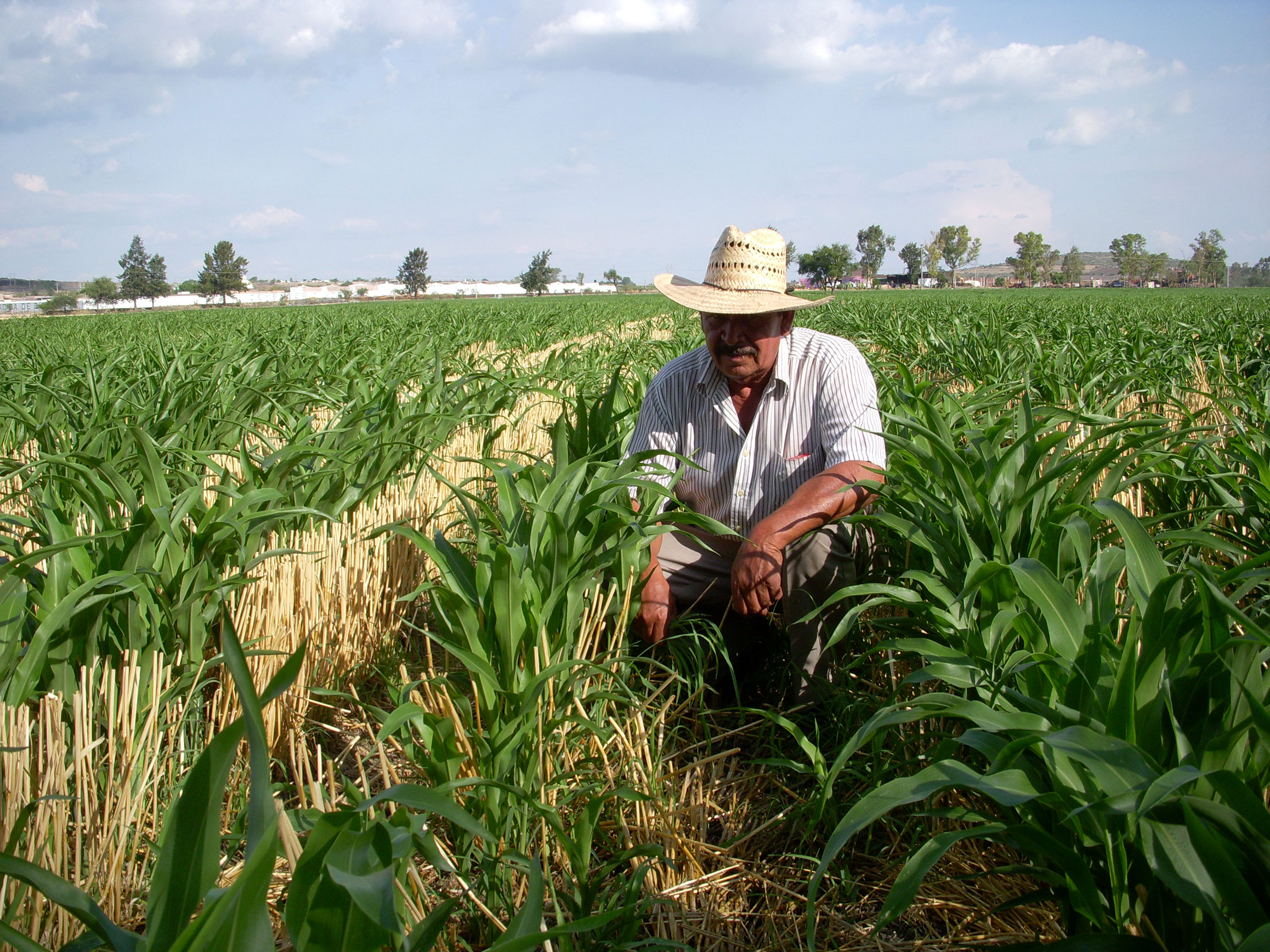 Национальные хозяйства в мире. Сельское хозяйство Уругвая. Земледелие Мексика. Плантации кукурузы в Мексике. Сельскохозяйственные культуры Уругвая.