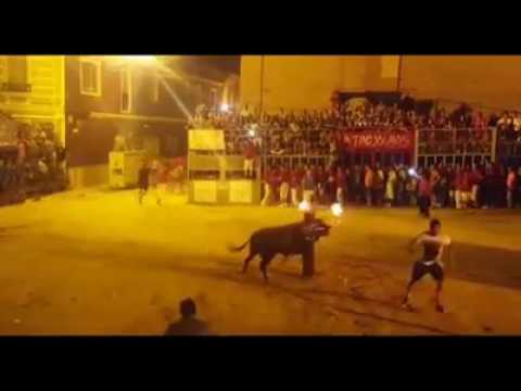Muere toro al que le prendieron fuego durante “celebración” (VIDEO)