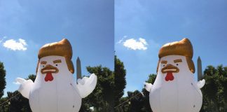 Pollo inflable idéntico a Trump aparece junto a la Casa Blanca