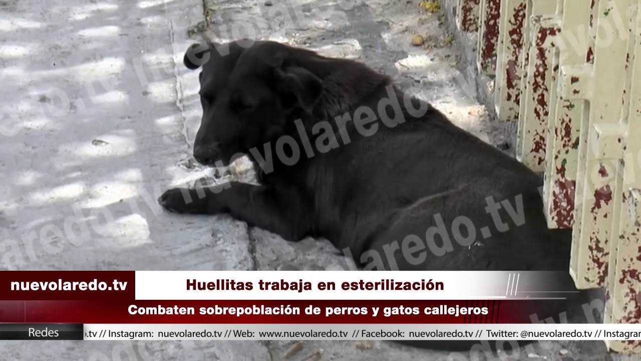 Buscan Disminuir Sobrepoblación De Perros Callejeros Con La