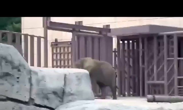 Así vivió ‘Ely’ la elefanta el temblor del 19 de septiembre (VIDEO)