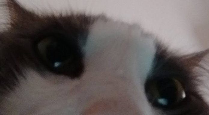 Revisó sus fotos y descubrió las ‘selfies’ de su gato