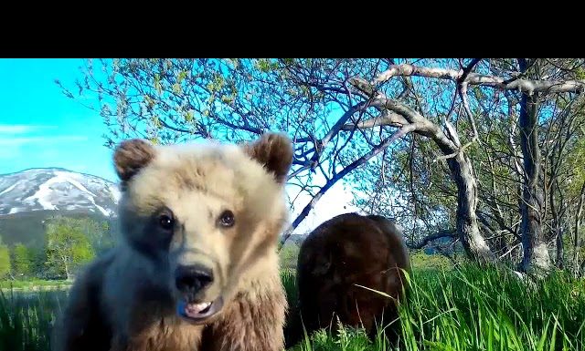 El divertido ‘video selfie’ de un osezno en Rusia (VIDEO)