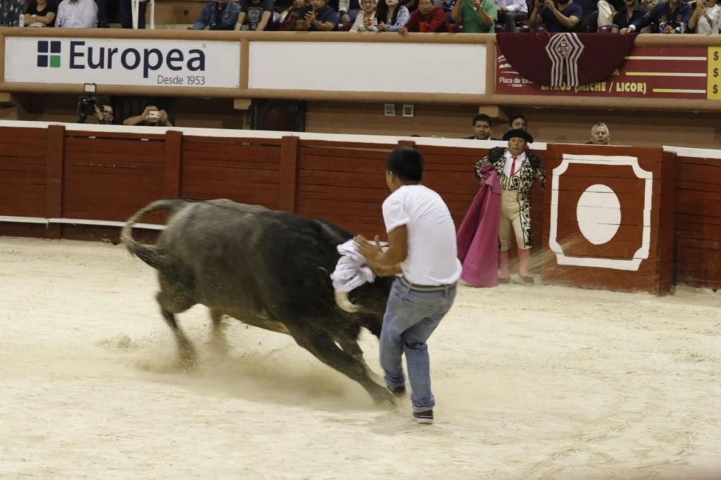 Toro Embiste A Animalista Antitaurino Que Intent Impedir Corrida De